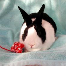 Petra dutch black and white bunny rabbit