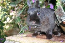 netherland dwarf spayed female bunny rabbit