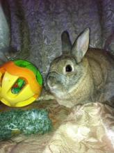bunny rabbit adoptable girl