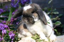 Holland Lop Male Neutered