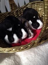 baby bunny rabbit dutch breed