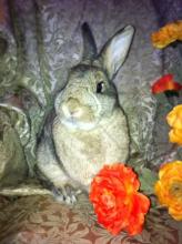 bunny rabbit brown ticked spayed female adoptable