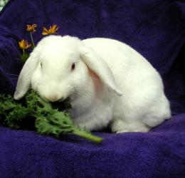 Female French Lop 